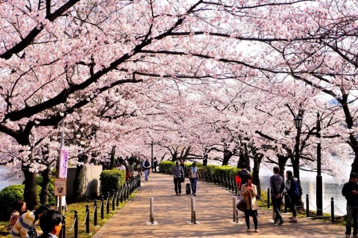 Día de la Flor del Cerezo o Sakura