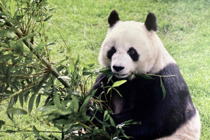 Muere Shuan Shuan, la panda más longeva de México