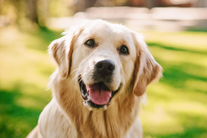 Día Mundial del Perro