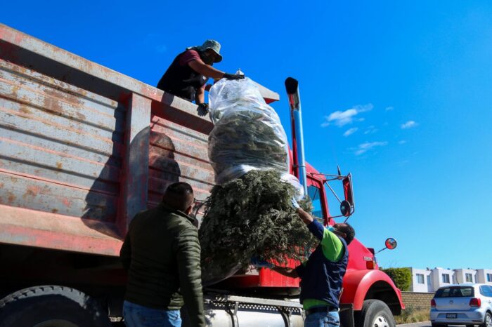 En El Marqués habrá campaña de recolección de árboles de navidad