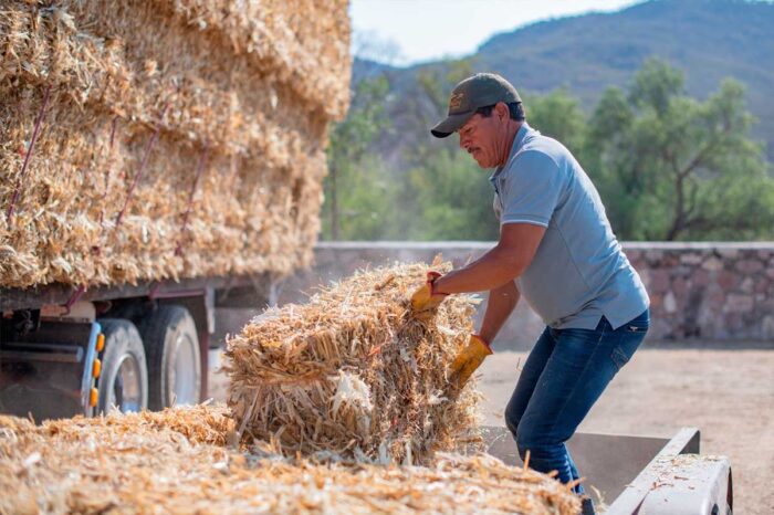 Municipio de El Marqués concluye con la entrega de forraje a productores para mitigar el estiaje