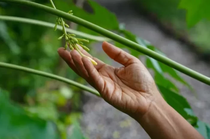 UAQ lanza convocatoria “Agro-Innova Sierra Gorda 2025” para impulsar innovación agroindustrial