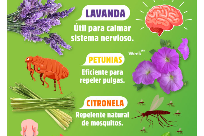 PLANTAS ÚTILES PARA REMEDIOS CASEROS