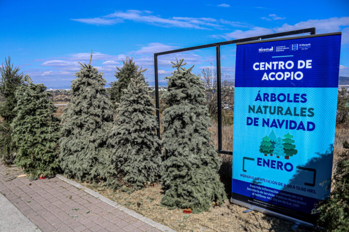 En El Marqués se realiza campaña de recolección de árboles de Navidad