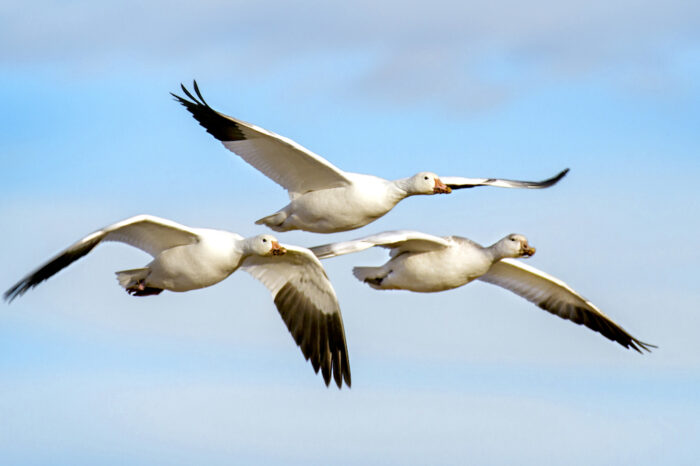 Día Mundial de las Aves Migratorias