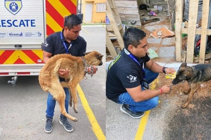 Detienen y multan a sujeto por maltrato animal en El Marqués, Querétaro