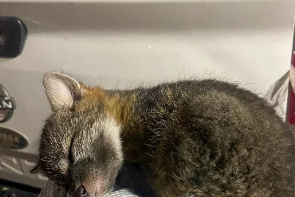 Atiende IMPA reportes de fauna silvestre en El Marqués y Cadereyta